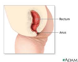 anus internal