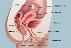 female genetalia internal side view